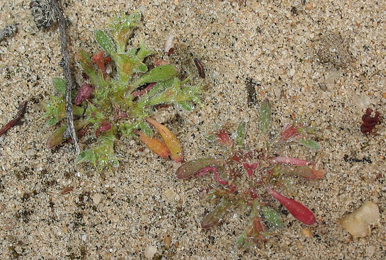 Detailed Picture 3 of Orcutt's Spineflower