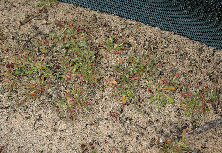 Detailed Picture 4 of Orcutt's Spineflower