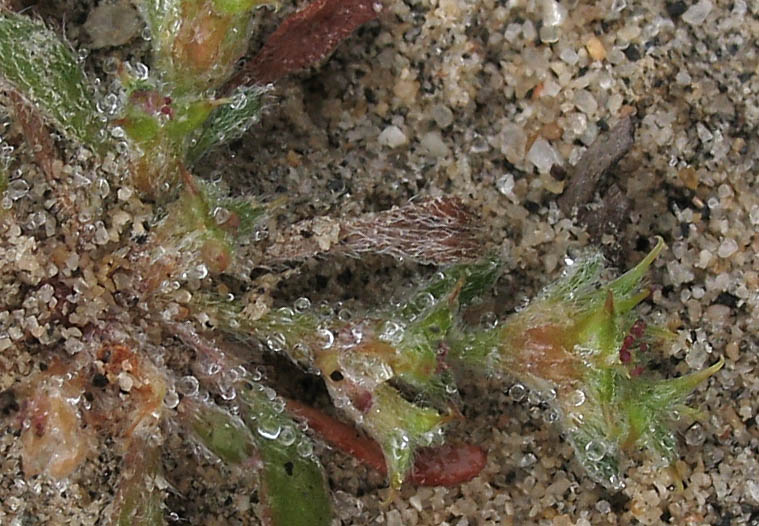 Detailed Picture 1 of Orcutt's Spineflower