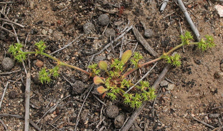 Detailed Picture 4 of Prostrate Spineflower