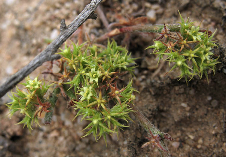 Detailed Picture 3 of Prostrate Spineflower