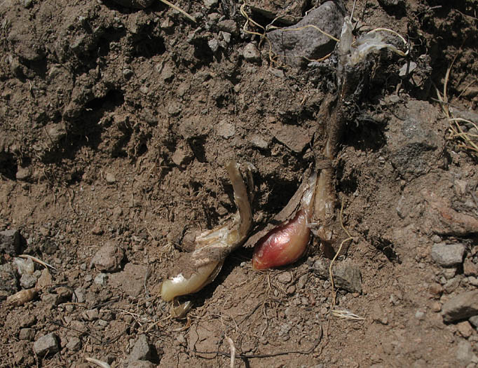 Detailed Picture 7 of Red-skinned Onion